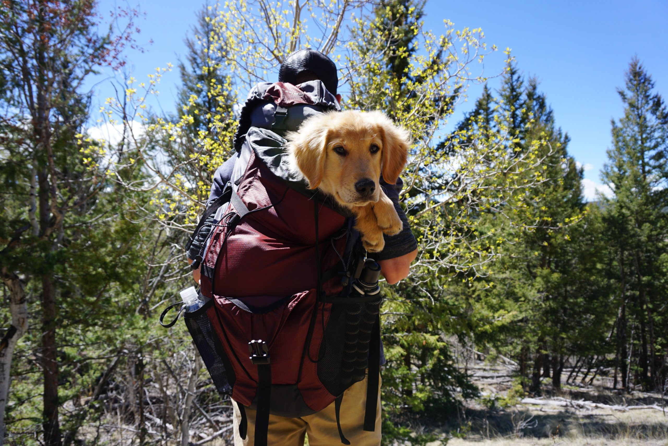 hiking with golden retriever